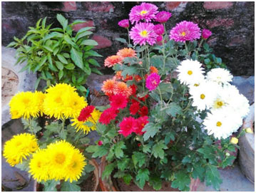 Amazing Ornamental Plants of Pakistan that Every Garden Should Have