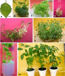 Different stages of in vitro shoot regeneration of Physalis minima 